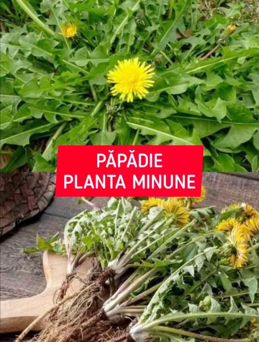 Planta pe care o vezi în imagine se numește păpădie și este una dintre cele mai minunate plante