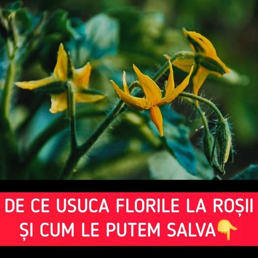 De ce se usucă florile la roșii și cum poți salva planta