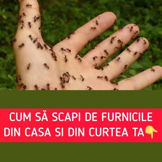 Trucul care te scapa de furnicile din casa sau curte. Este natural si mult mai eficient fata de insecticidele chimice