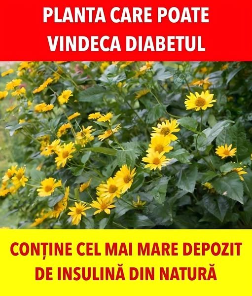 Multe persoane sunt diagnosticate cu diabet, însă puține știu care este planta care îi poate ajuta