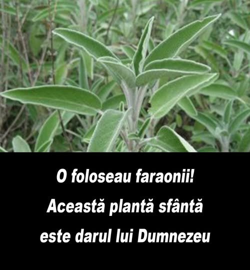 Salvia („Darul lui Dumnezeu”): Planta sfanta care vindeca cele mai multe dintre boli