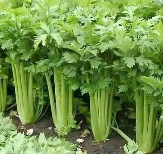 ACEASTA PLANTE CURĂȚĂ PIELEA, SÂNGELE, RINICHII, FICATUL ȘI ALTELE…