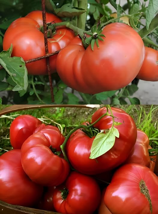 Ce să plantezi neaparat lângă roșii ca sa aibă un gust mai bun
