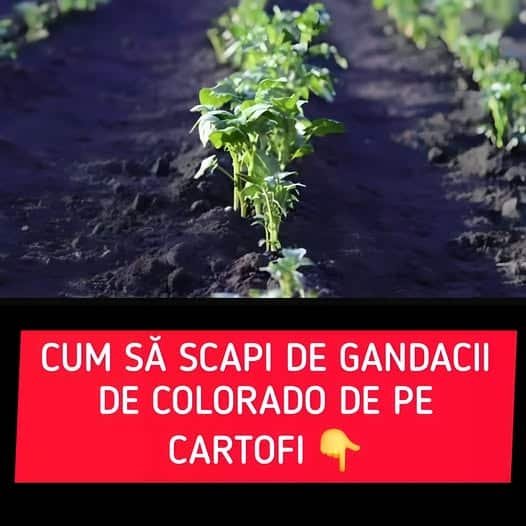 Ce să presari printre rândurile de cartofi din grădină. Trucul simplu care te scapă de gândacii de Colorado
