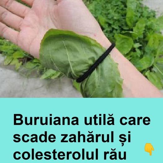 Buruiana utilă care scade glicemia