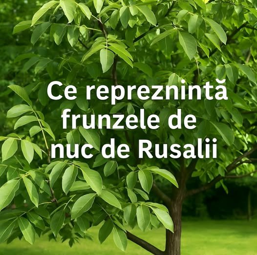 Frunza de nuc la Rusalii – simbol al protecției și al purificării. Cum și unde se folosește în gospodărie pentru noroc și liniște sufletească