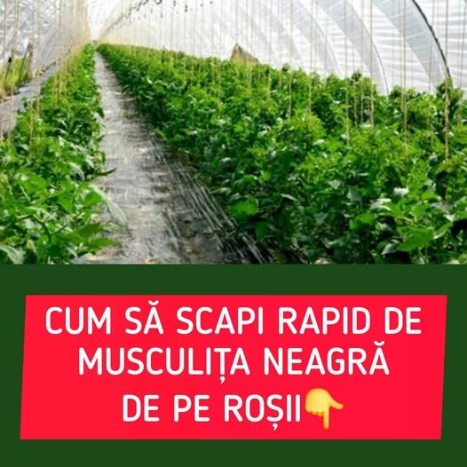 Cum scapi rapid de musculița neagră de pe roșii. Insecticidul natural care funcționează din prima
