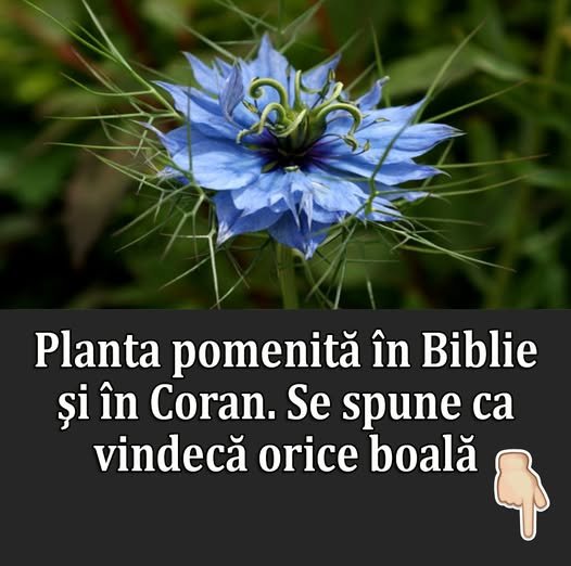 Planta mentionata in Biblie si Coran despre care se spune ca vindeca orice boala. E bine sa o ai in gradina, daca stai la casa