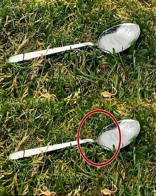 Pune întotdeauna o lingură de zahăr în curte înainte să pleci de acasă. Iată de ce