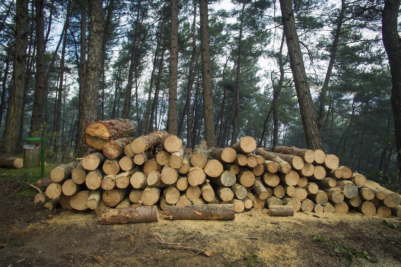 Curtea de Conturi a identificat nereguli semnificative la Romsilva: Peste 3,1 milioane de hectare de fond forestier nu figurează în contabilitate, iar bunurile sunt evaluate la zero lei.