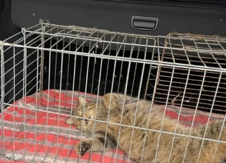Jandarmii montani au prins o pisică sălbatică în curtea unui localnic din Tismana, Gorj, și au eliberat-o ulterior în natura sălbatică.