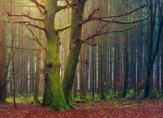 Tăieri masive în pădurea Băile Felix: autoritățile spun că vizează arbori bolnavi, dar localnicii se tem pentru copacii sănătoși.