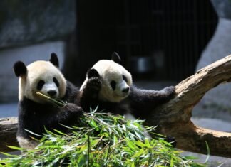 Ultimii doi panda din Japonia pleacă către China