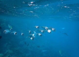 Marea Mediterană se încălzește de două ori mai repede și găzduiește cele mai multe specii invazive la nivel mondial. Europarlamentarii solicită măsuri urgente de protecție.