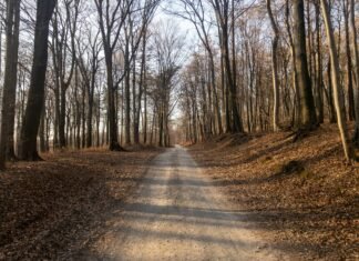 Corpul de Control a descoperit un tronson ilegal pe drumul forestier din Pădurea Băneasa. Ministerul Mediului intenționează să sesizeze instanța pentru anularea contractului de concesiune.