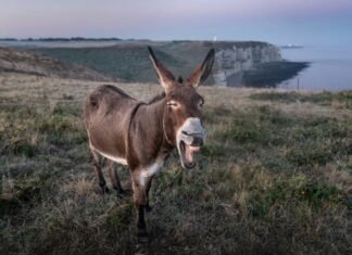 Turcia: Un bărbat a jefuit un magazin de bijuterii cu un motostivuitor și a evadat călărind un măgar, apoi a fost arestat.