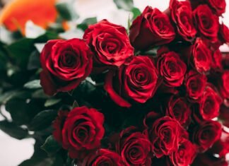 Trandafirii roșii din Olanda conțin pesticide interzise, inclusiv compuși cancerigeni.