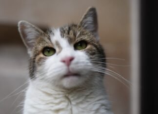 Larry, pisica oficială de la Downing Street, împlinește 15 ani de când a fost adoptat. A rezistat sub șase prim-miniștri și are o popularitate crescută pe X.