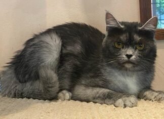 Pisica Transilvăneană: Prima Rasă 100% Românească Reconocută