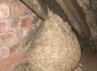 Noutăți ROL.ro: Comunitatea și Informațiile Actuale
„Sângele de aur”: O grupă de sânge rară care poate salva milioane
Doar 50 de persoane din întreaga lume dețin această grupă de sânge unică.
Percheziții la DSU
Potrivit surselor, procurorii ar fi confiscat și telefonul lui Raed Arafat.
O tragedie sfâșietoare
Mama a fost găsită decedată alături de fiul ei. Detalii despre acest incident tragic.
O lecție de viață dură
Un milionar își dezvăluie planul de a-l învăța o lecție pe fiul său, retrăgându-i moștenirea și obligându-l să se căsătorească cu o fată modestă din sat. Ce s-a întâmplat după trei luni?
Secretul plantării rozmarinului
Nu planta rozmarin fără a cunoaște acest truc esențial pentru o creștere sănătoasă.
Descoperire înfiorătoare în pod
Un bărbat crede că a găsit un cuib de viespi, dar descoperirea sa este cu totul neașteptată.