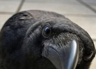 Ciorile de pe acoperișul casei tale aduc mesaje importante.