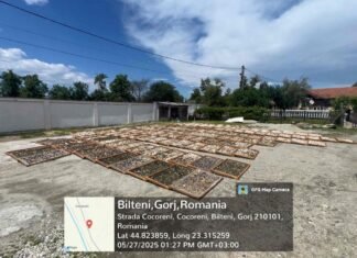 Autoritățile descoperă afaceri ilegale cu trufe și fructe de pădure în valoare de peste 13 milioane de lei