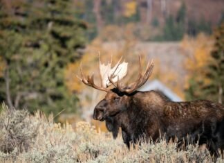 Elanul, dispărut din România cu 200 de ani în urmă, reapare recent în județul Hunedoara, stârnind interes pentru biodiversitate și recolonizare naturală.