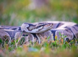 O moleculă din sângele pitonilor oferă promisiuni pentru tratamentele obezității.