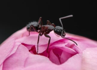 Sezonul ploios duce la o creștere a comerțului ilegal cu furnici