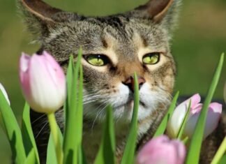 Primăvara în România: Ce spun meteorologii ANM despre venirea ei adevărată.