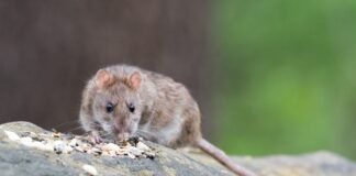 Guvernul australian își exprimă îngrijorarea față de invazia de șoareci din vestul țării, care afectează fermele de cereale. Ministrul Energiei, Chris Bowen, a anunțat colaborarea cu sectorul industrial pentru a diminua impactul asupra aprovizionării cu alimente.