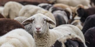 România a efectuat prima livrare de 4.000 de oi în Algeria cu ajutorul avioanelor cargo. Transportul durează doar două ore și jumătate, iar alte expediții sunt în curs de planificare.