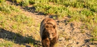 Un turist bulgar, atacat de o ursoaică pe Transfăgărășan după ce a hrănit animalul din mașină, a fost internat cu răni severe.