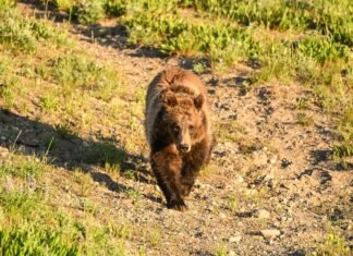 Un turist bulgar, atacat de o ursoaică pe Transfăgărășan după ce a hrănit animalul din mașină, a fost internat cu răni severe.