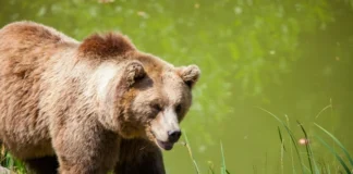 Bulgăreânul atacat de un urs pe Transfăgărășan, amendat cu 20.000 lei pentru hrănirea animalului
