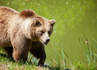 Bulgăreânul atacat de un urs pe Transfăgărășan, amendat cu 20.000 lei pentru hrănirea animalului