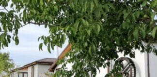 Moara de Hârtie de la Comana: Renașterea Meșteșugurilor Tradiționale