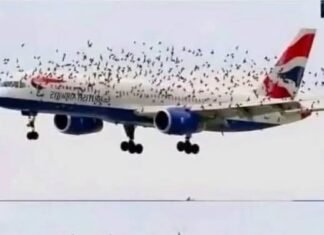Adevărul din spatele fotografiei virale cu zeci de păsări în jurul unui avion British Airways