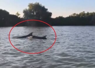Imagini inedite din Delta Dunării! Creaturi au pătruns în apele fluviului în căutarea hranei.
