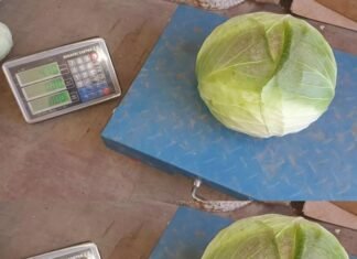 Noua înșelătorie cu varză în România: Cum sunt păcăliți cumpărătorii și ce verificări sunt necesare.