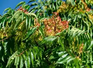 Arborele de evitat lângă casă: atractiv, dar cu o răspândire agresivă și greu de îndepărtat.